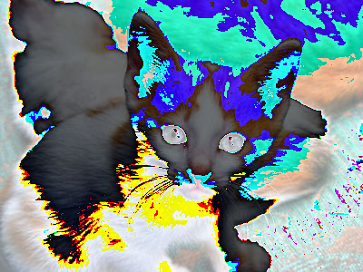 The kitten, I suppose. The carpet is now a very pale green. Most of the kitten seems inverted into shades of grey. The cat is green and blue for some unknown reason.