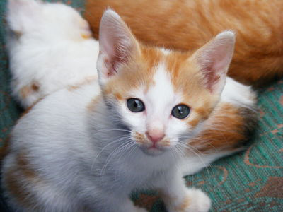 an image of a kitten in front of a cat