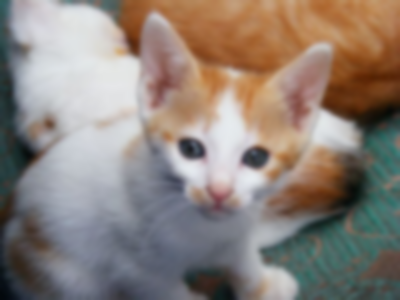 the kitten image, seeming very out of focus; its left whiskers are no longer visible