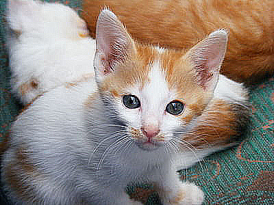 The kitten, with more changes. At this point, it looks less photographic and more painterly.